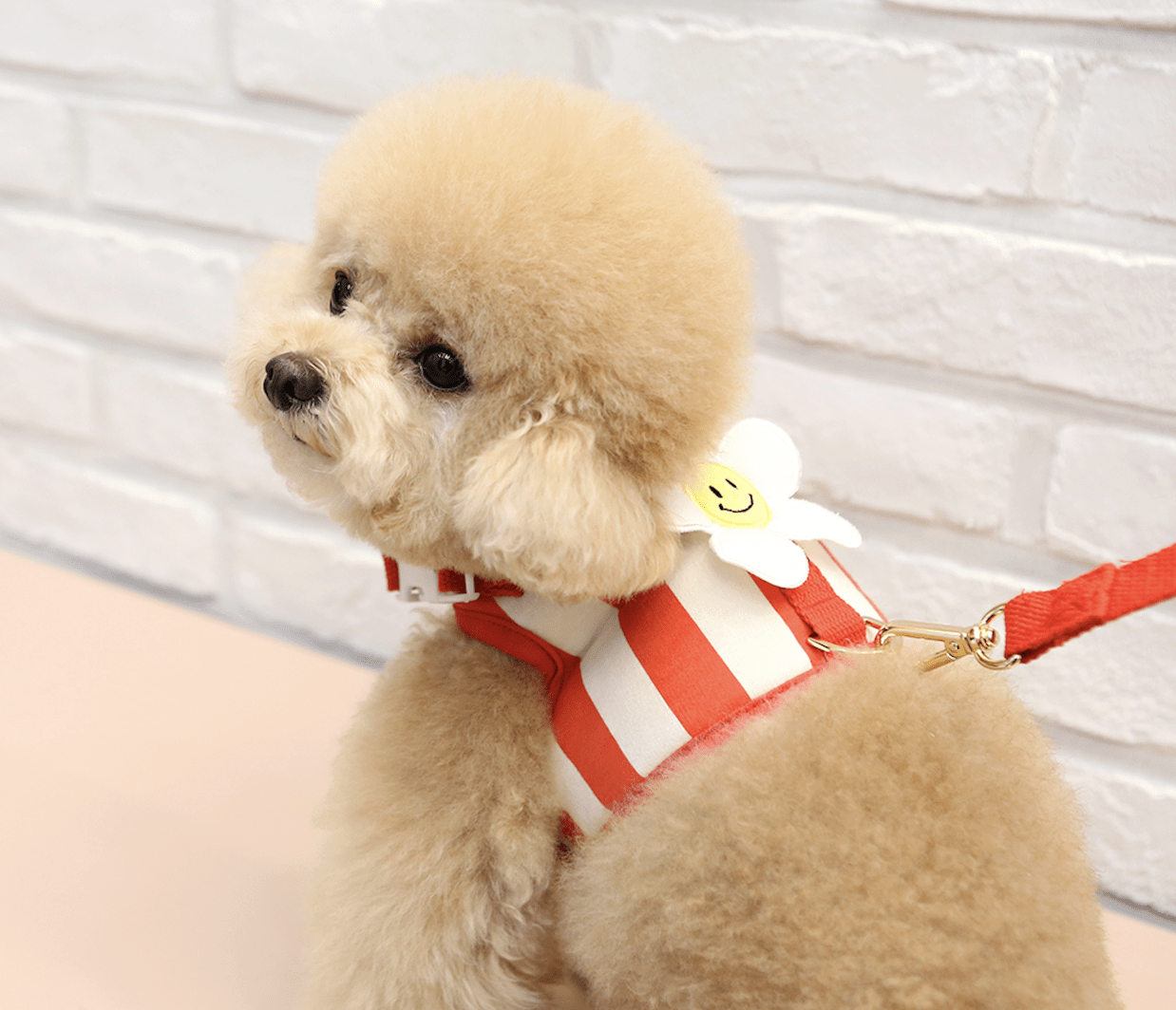 Harnais Daisy – Image 3