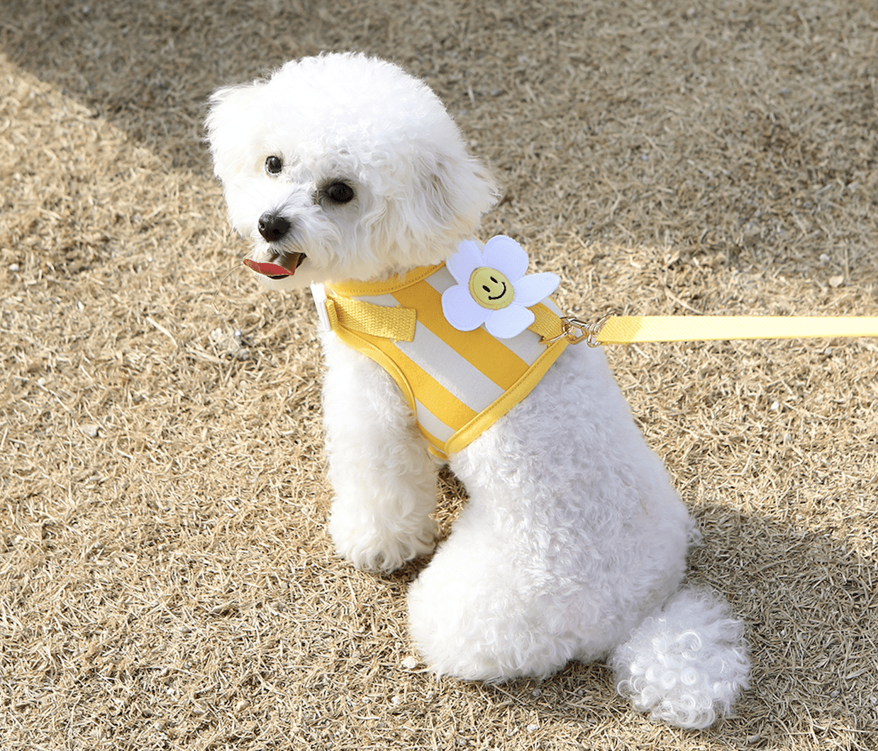 Harnais Daisy – Image 4