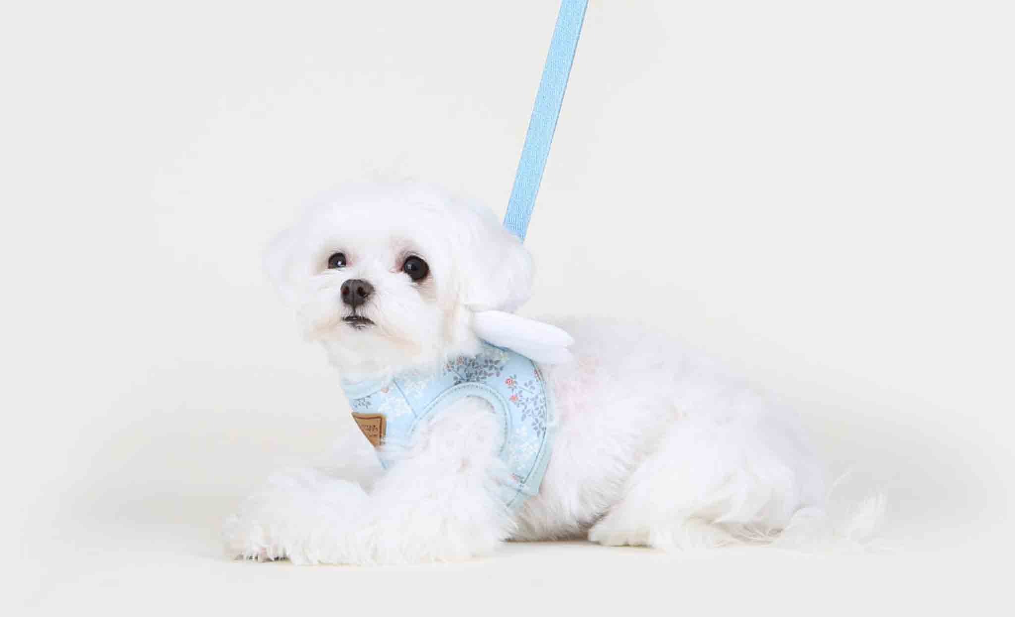 Harnais Angel – Image 3