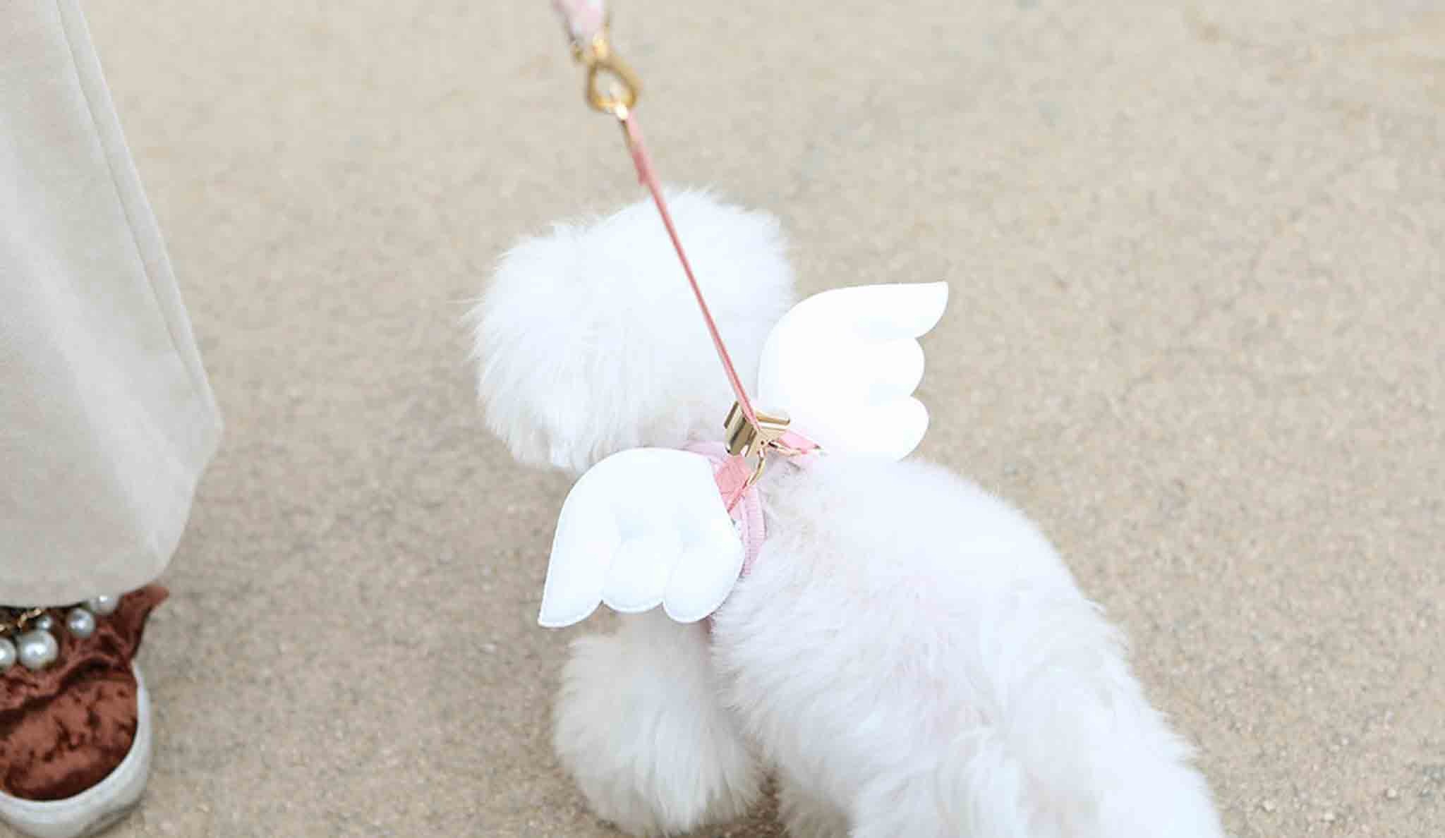 Harnais Angel – Image 2